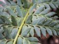 Polystichum aculeatum